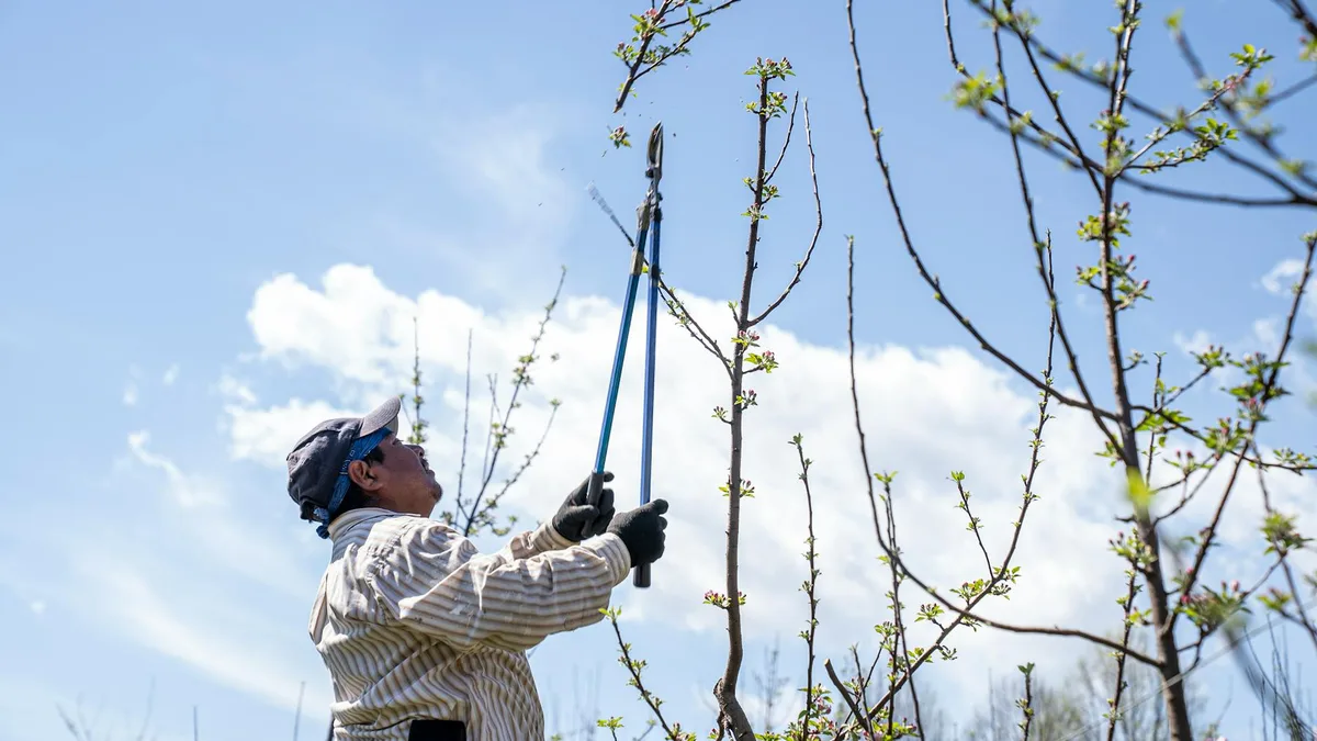 Why Use Long Handle Loppers