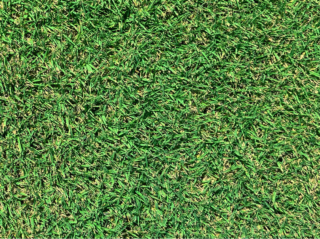 common bermuda grass vs hybrid Tifway 419