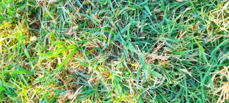 how short should bermuda grass be cut