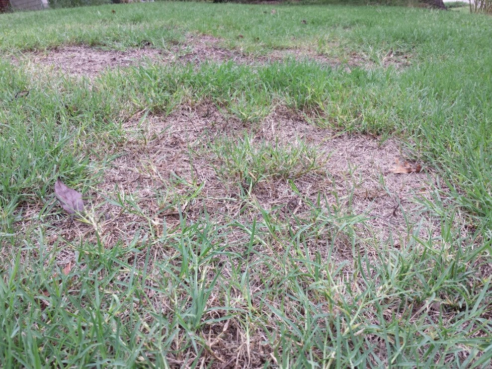 scalping bermuda grass mowing height
