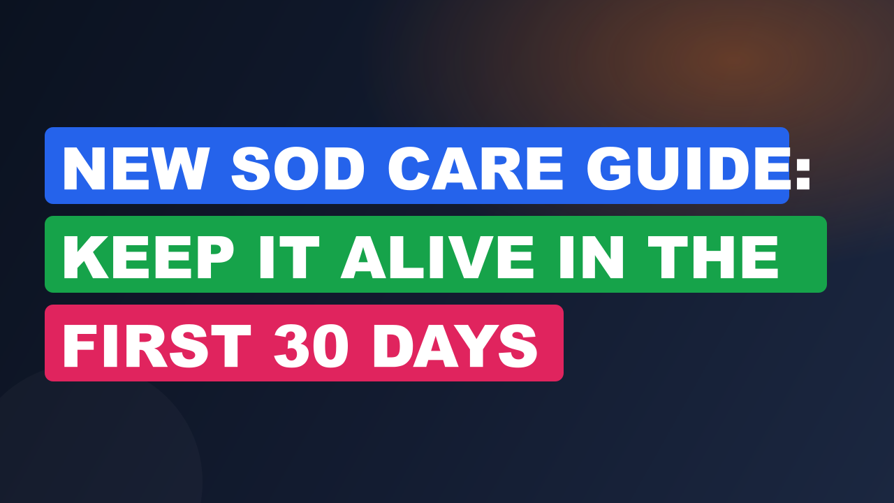 New Sod Care Guide: Keep It Alive in the First 30 Days